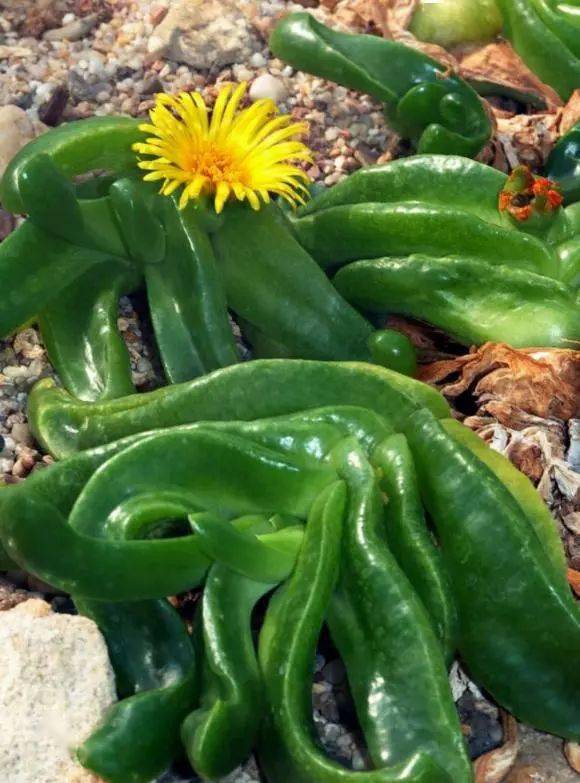 绿叶|稀世奇花今天终于开了！1500年才拍到一次！见者增福添寿！