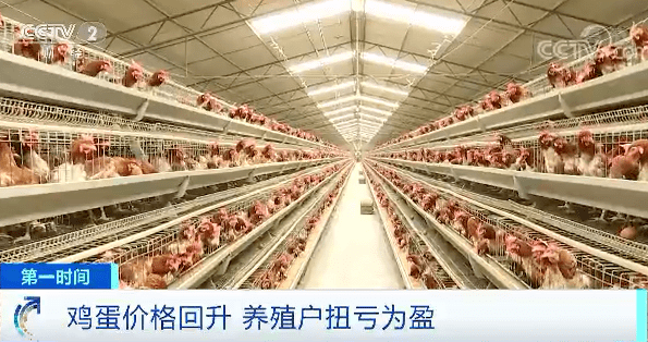 王吉|蛋价不“蛋定”了？养殖户一天盈利500元走出近半年亏损期