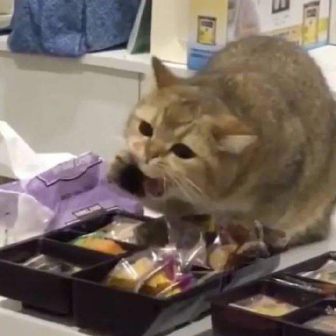猫咪偷吃糖果,结果黏着牙缝了!