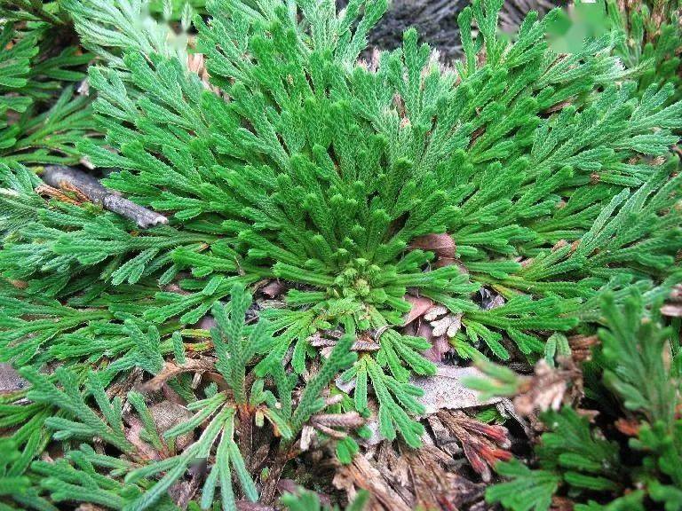 北京地区野生蕨类植物彩色图鉴上