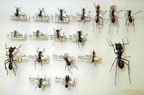 世界上最危险的蚂蚁杰克跳蚁不用毒液却能致人死地