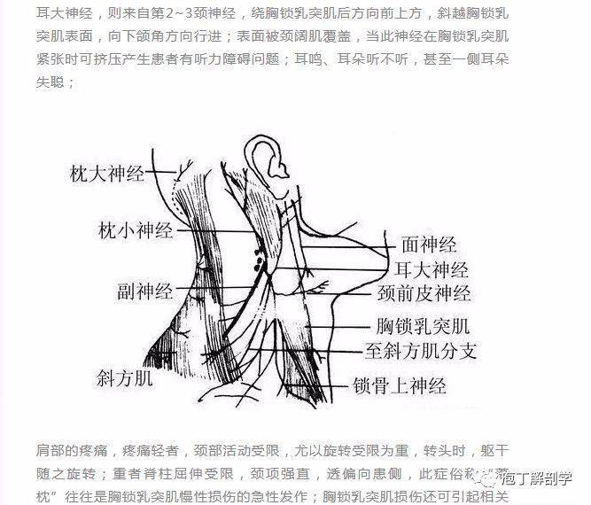 大白话讲解剖头晕落枕胸锁乳突肌全面解析