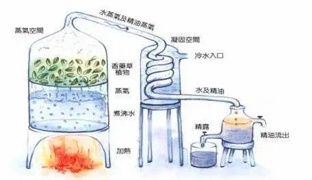 假日|芳香假日：用植物的力量予你耀眼美肌！（文末有福利）