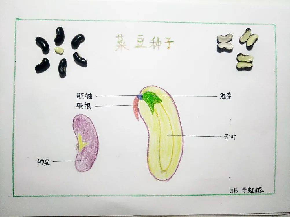 青小学子告诉你种子内部结构的秘密.