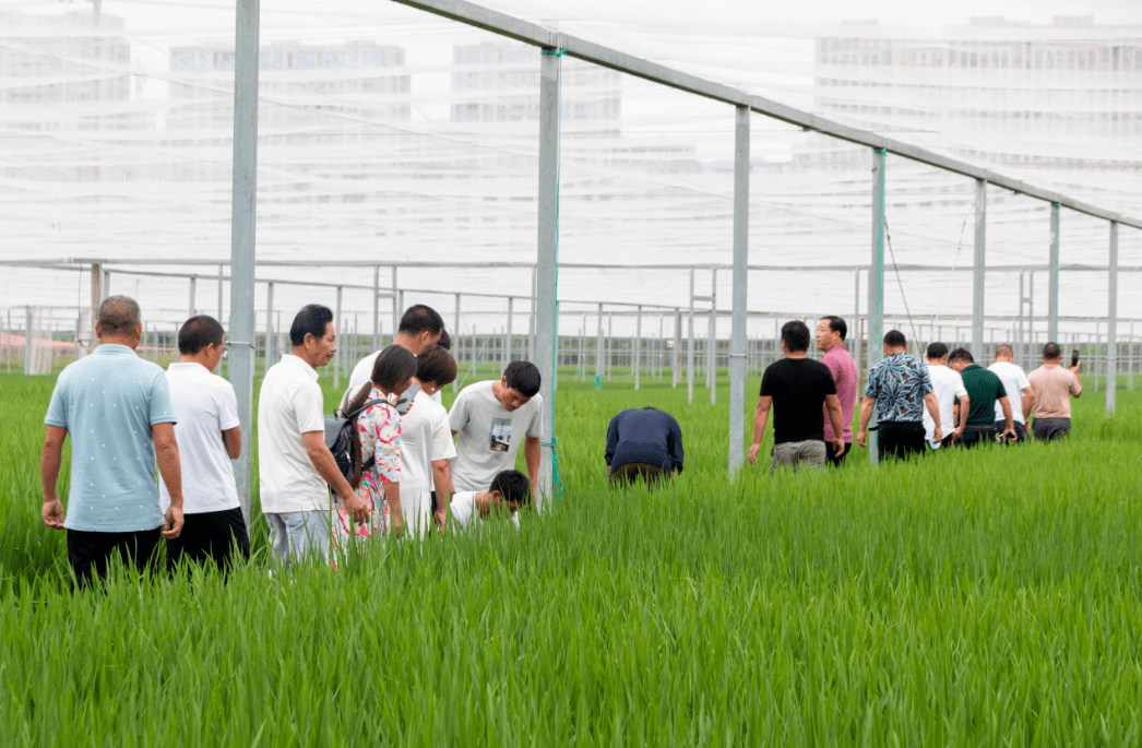 bsports必一网页版：
培训提升大户素质 技术助力粮食生产——市粮食工业优质化生长和提升培训班顺利结业(图6)