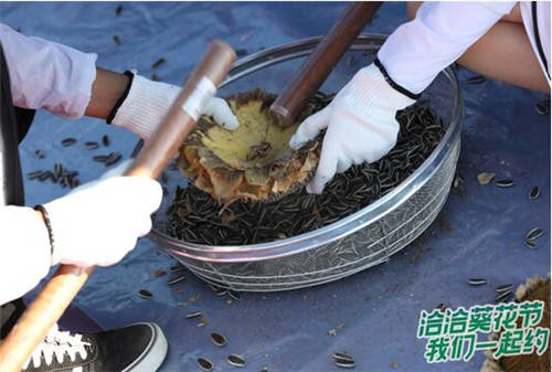 葵花|洽洽全球葵花节正式开启 携手粉丝探秘万亩葵园