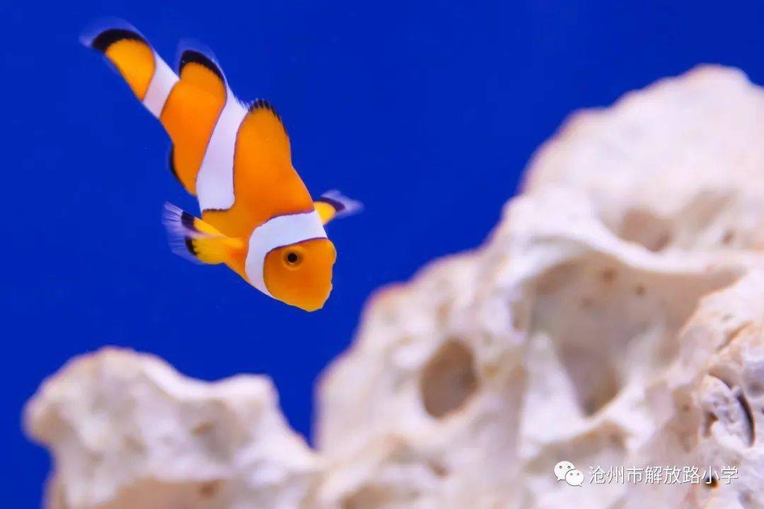 怎么画小丑鱼白色 fc7f1c97e5fa45428db64fb97619d9f4.jpeg