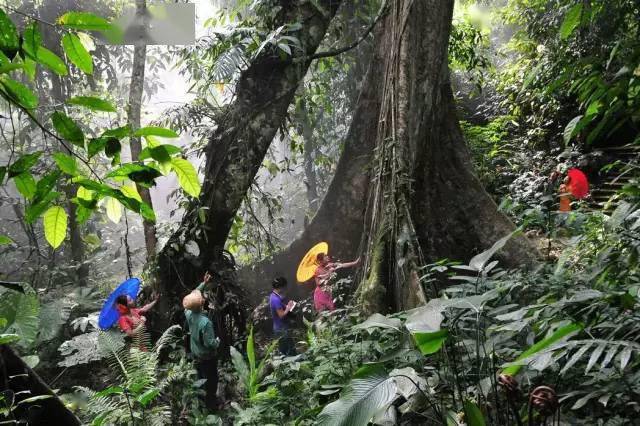 热带雨林|还好吃！【逛吃】西双版纳不仅美