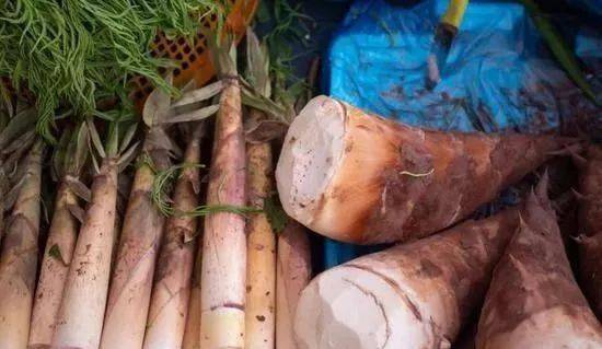 热带雨林|还好吃!【逛吃】西双版纳不仅美