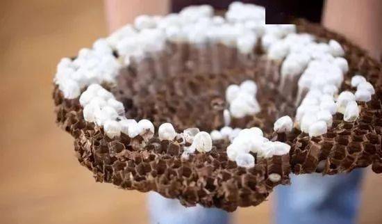 热带雨林|还好吃!【逛吃】西双版纳不仅美