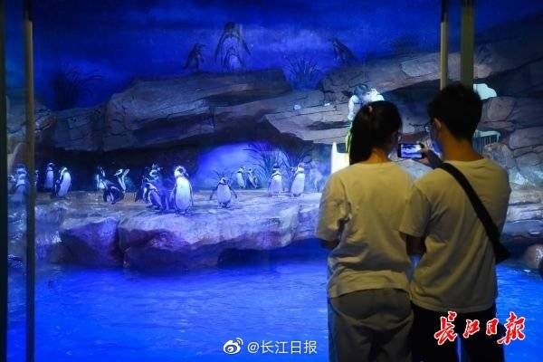 游客|打卡武汉海昌极地海洋公园