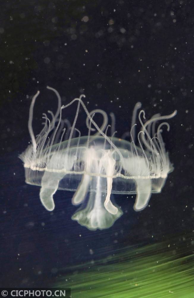 索氏|江西莲花：索氏桃花水母现山塘