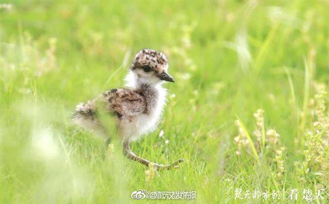 鸟类|武汉一大学成鸟类天堂