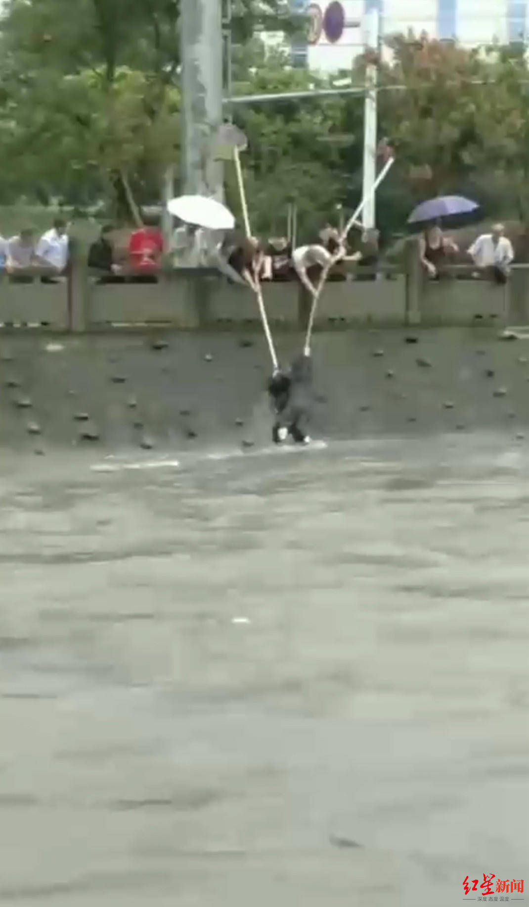 网鱼|“你们救起的是我的亲人！”市民合力救起暴雨中落水者，家属寻人致谢