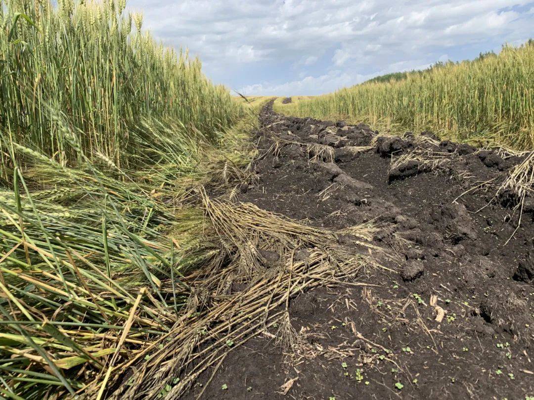 工作|内蒙古彻查陈巴尔虎旗毁粮造林：督察组抵现场，相关人员接受调查