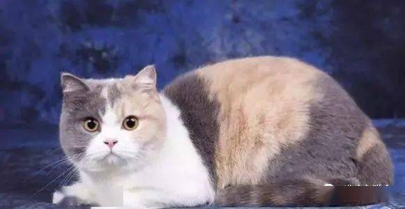 猫去哪里拉屎 e08f21a227e34453b408ed0626649b62.jpeg
