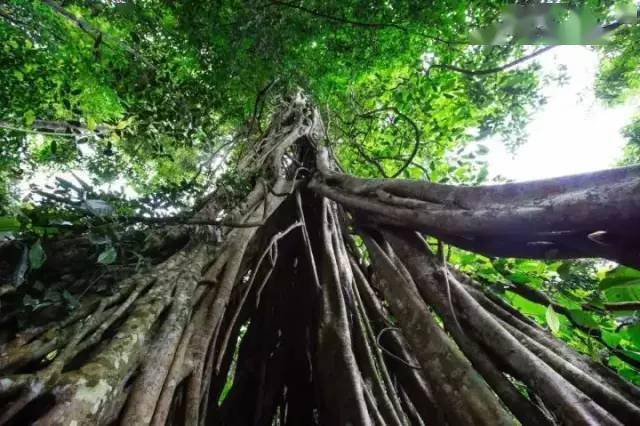 热带雨林|还好吃！【逛吃】西双版纳不仅美