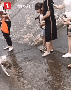 宝宝|这一幕感动众网友狗妈妈跳入洪水救宝宝