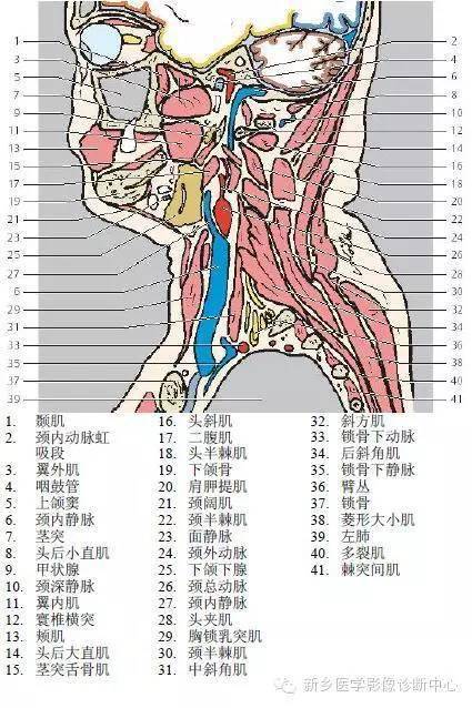 颈部详细的断层解剖