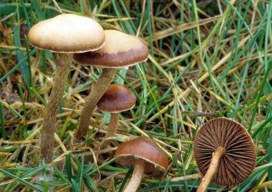 片剂|贵州一男子为寻找灵感，竟网购毒蘑菇！快扩散，这些都是新型毒品……