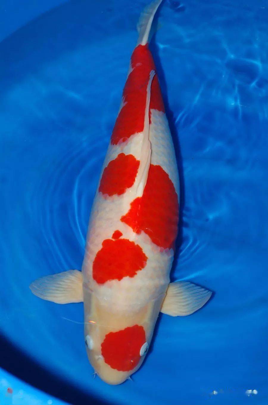 交叉感染真的这么可怕吗？_搜狐网