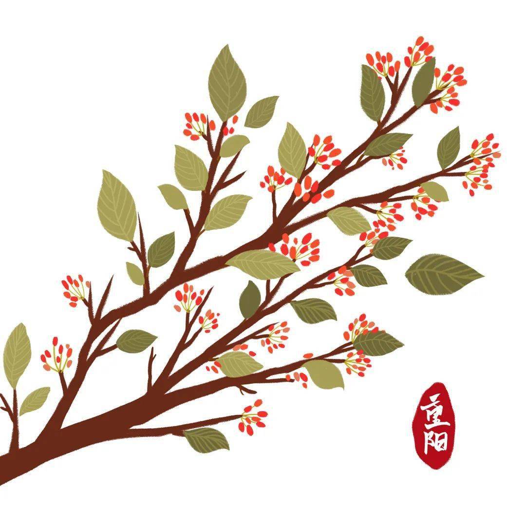 中国古代有重阳节佩插茱萸的习俗,这里的"茱萸"指的是吴茱萸.