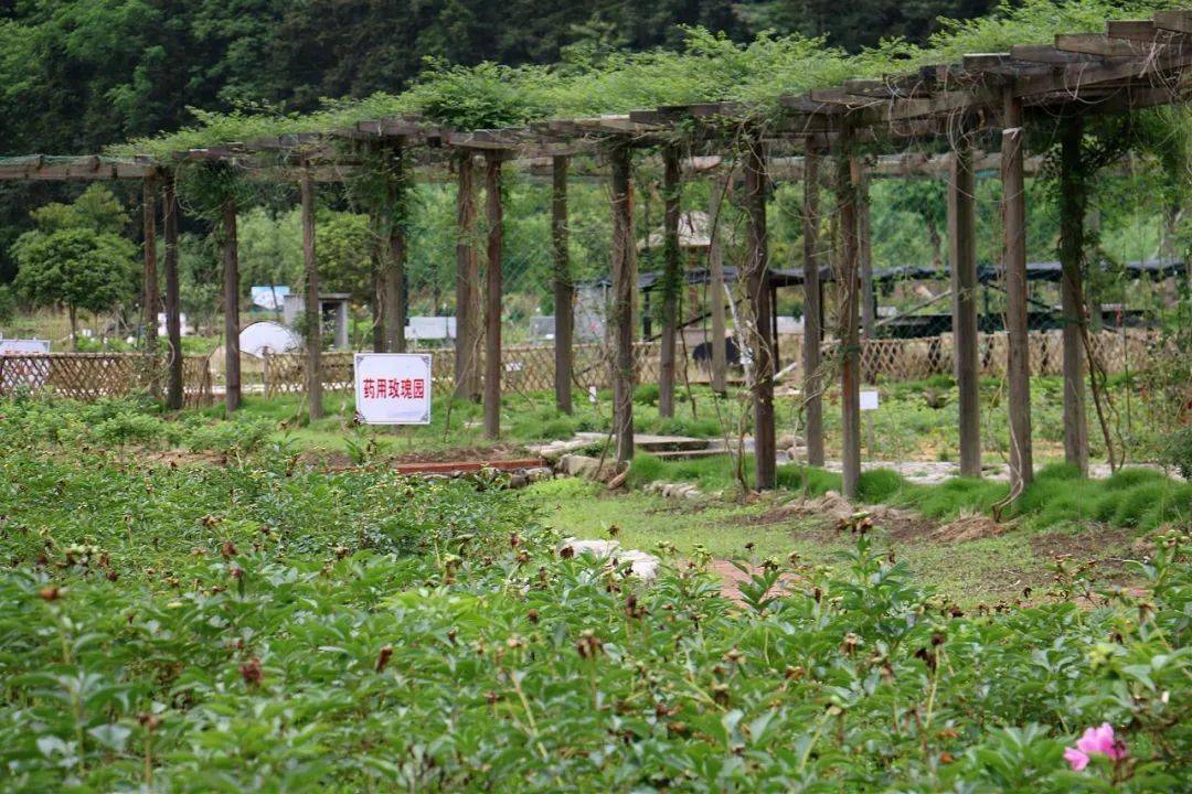 近日  黄岩药用植物园传来好消息 目前已种下200多种中药材 占地面积