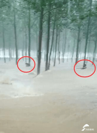 暴风雨|别害怕，我们马上救你！莒南一位老人被困水中，暴风雨中上演生命救援