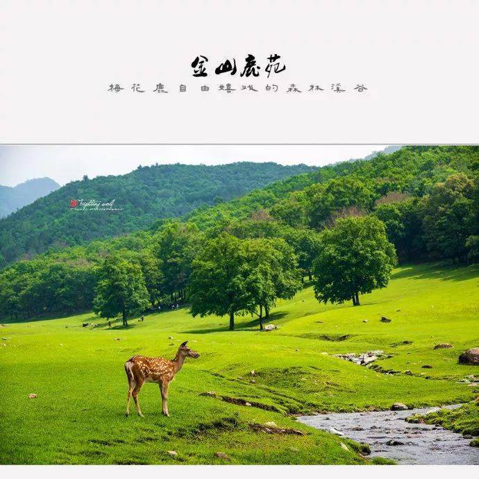金山鹿苑·梅花鹿自由嬉戏的山谷,树林,溪流和草地间!