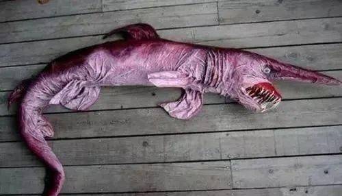 盘点全球16种最奇异动物:妖精鲨鱼奇怪又惊悚