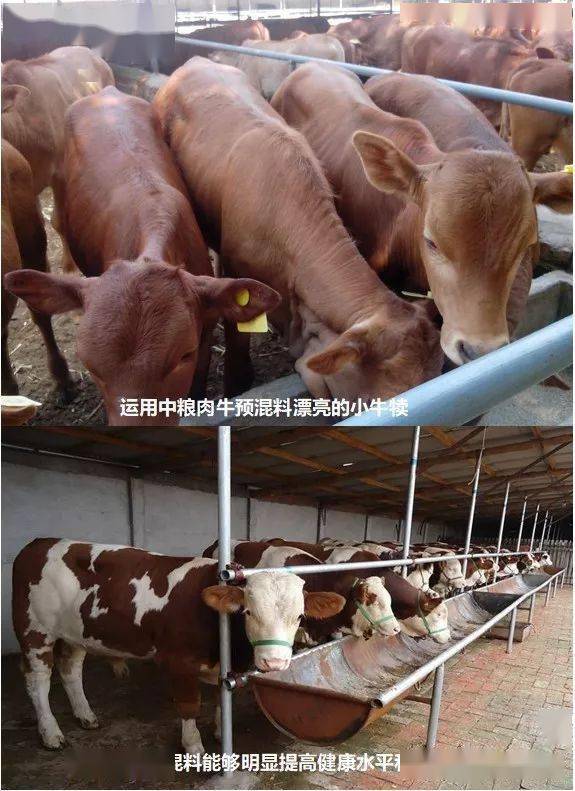 种牛出售