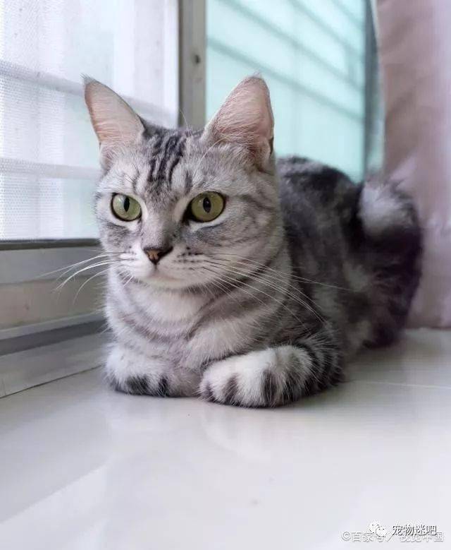 猫咪怎么养才能更好养 4d28c49af2254631a05feb5beb6eec4f.jpeg