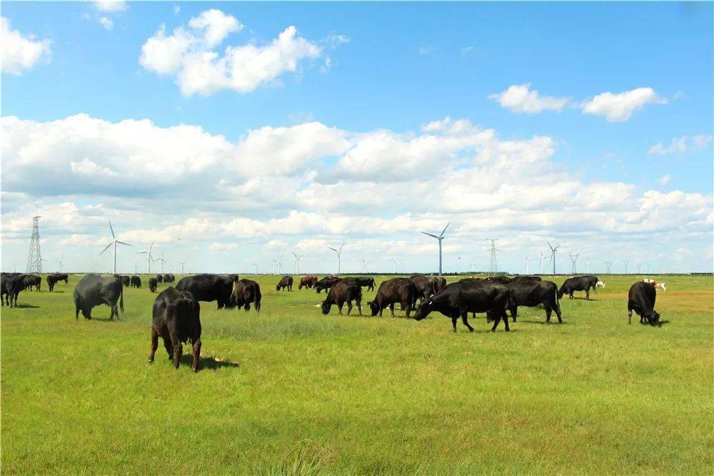 牛肉干|高蛋白、低热量、好嚼！科尔沁草原上的牛肉干