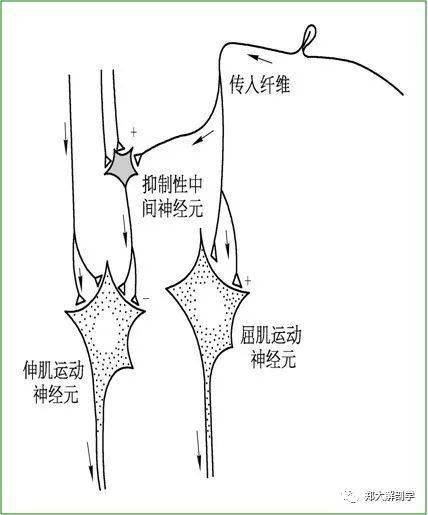 交互抑制理论比较经典的例子是膝跳反射,当敲击髌腱时,股四头肌被动