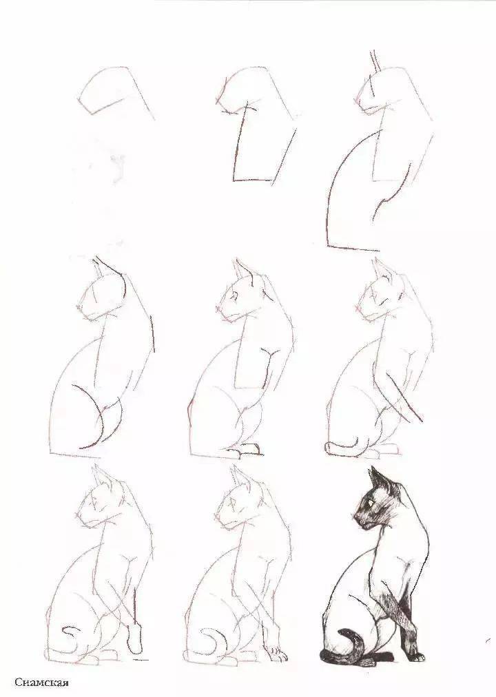 猫咪简笔画,50个干货小教程