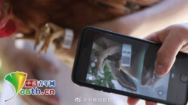 郭晨|大学生为鸡套上“脚环”记录步数 带动农户增收近4倍