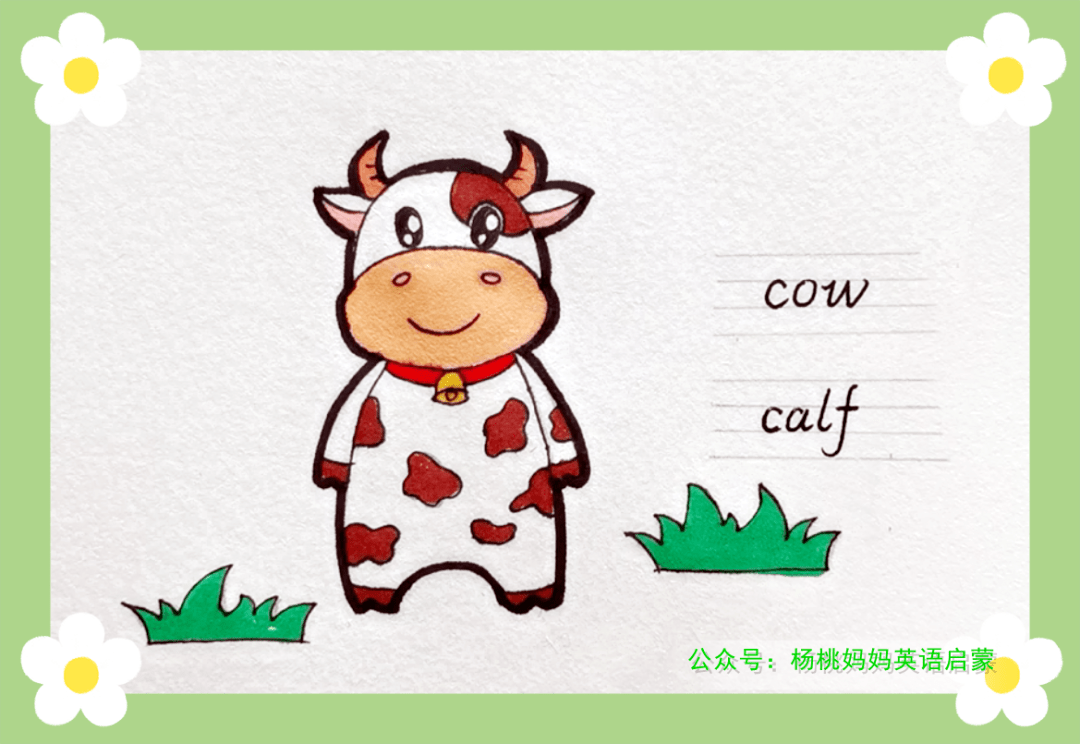 英语萌萌画cow奶牛calf小牛
