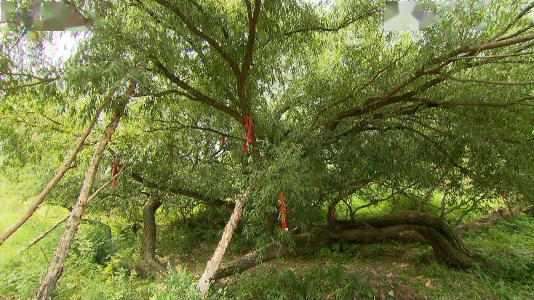 地理中国央视频号全网首播植物传奇一棵会走路的树