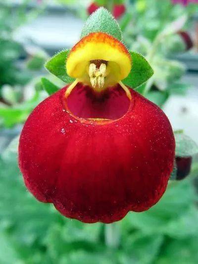 花竟然|稀世奇花终于开了！