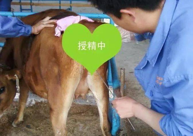庆峰每日一招初产母牛人工授精有什么影响