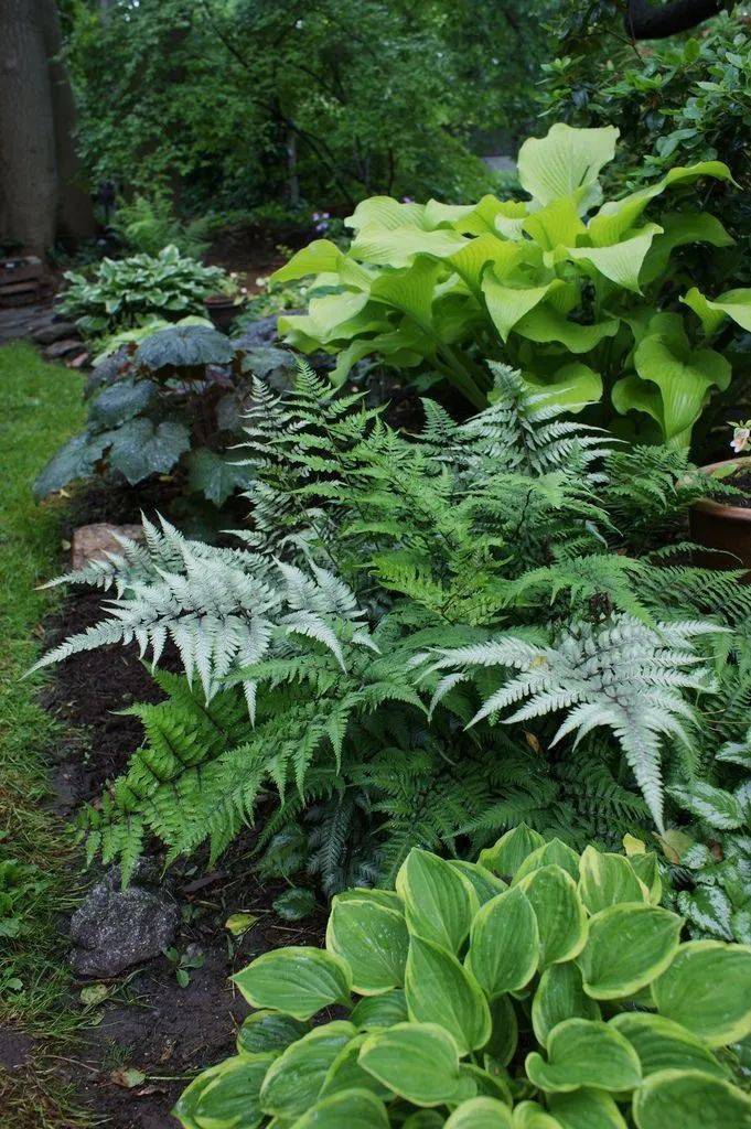 庭院里的阴处怎么办这里给你支招附10种常用耐阴植物