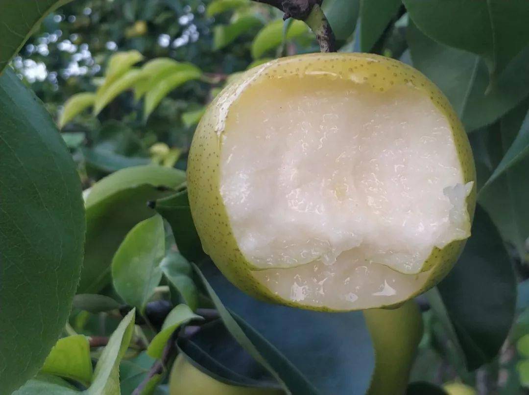 啃一颗砀山"皇冠梨"!百年老树孕育,个大