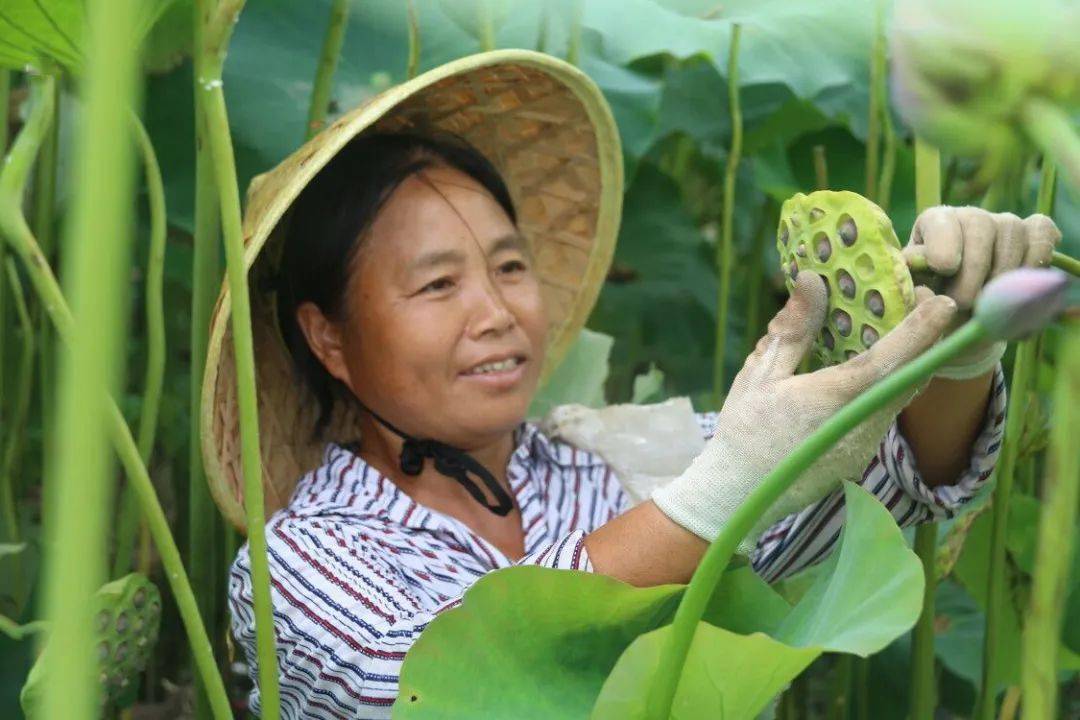 赏荷花 采莲蓬 余庆有这样一个地方等你来秋游!