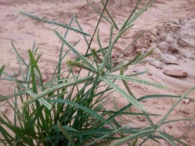 接地气的草:26种阔叶杂草 11种尖叶杂草_莎草