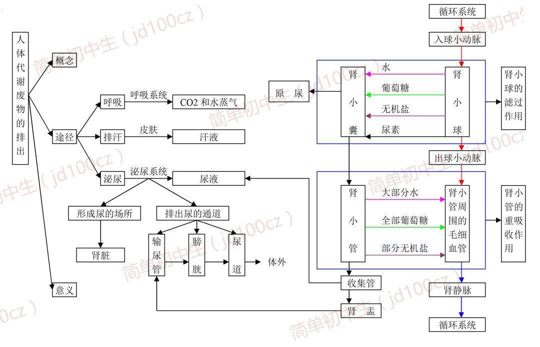 初中生物重要概念思维导图,照这个复习准没错!值得收藏