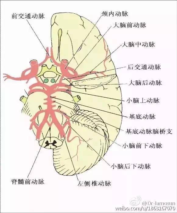 椎-基底动脉的沿途分支主要有脊髓后动脉,脊髓前动脉,小脑下后动脉