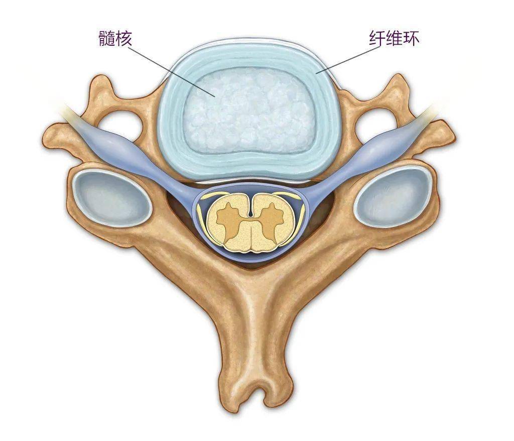 工作不突出,椎间盘却很突出?_手机搜狐网