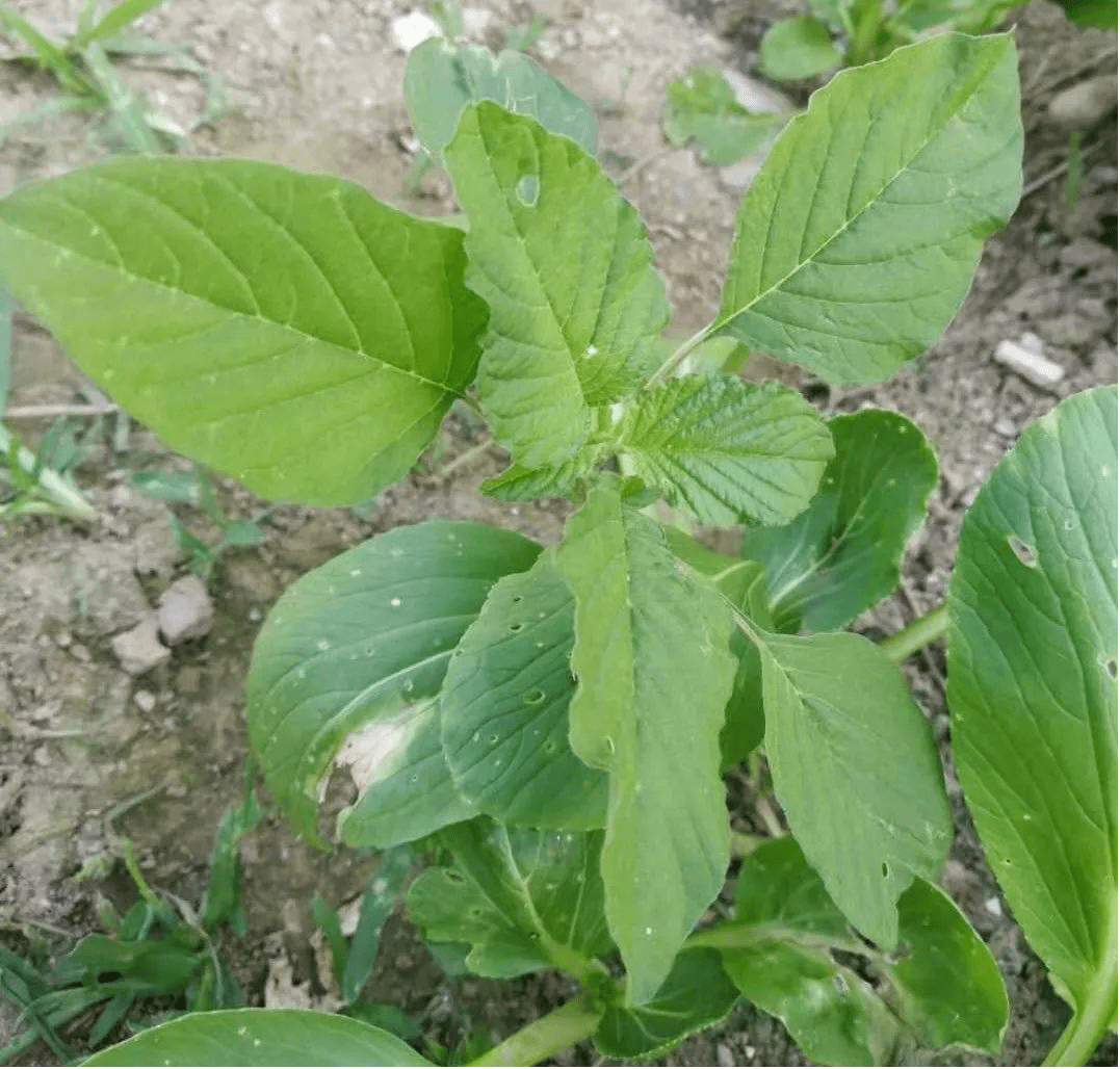 朝阳说健康(十六)健康野菜——话人苋菜(人汉菜)