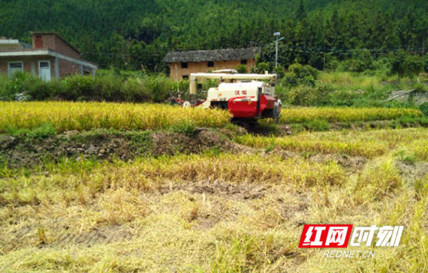 新田县|永州新田：破解耕地抛荒难题 促进村民增收致富