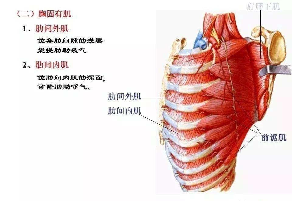 肌肉解剖图谱高清彩图